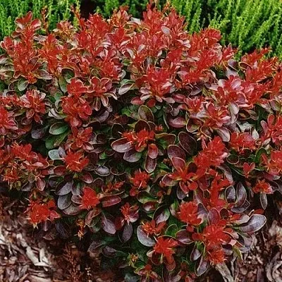 Барбарис КАРМЕН тунберга  Барбарис КАРМЕН тунберга в Саранске