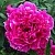 Пион КАРЛ РОЗЕНФЕЛЬД травянистый в Саранске