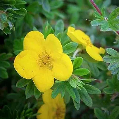 Лапчатка ГОЛДСТАР кустарниковая  Лапчатка ГОЛДСТАР кустарниковая в Саранске