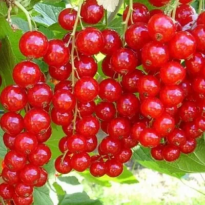 Смородина красная ФЕРТОДИ  Смородина красная ФЕРТОДИ в Саранске