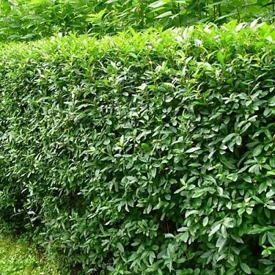 Бирючина обыкновенная  Бирючина обыкновенная в Саранске