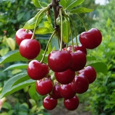 Вишня ВЯНОК — описание сорта Вишня ВЯНОК в Саранске