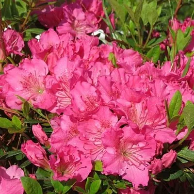 Азалия КИРСТИН японская в Саранске