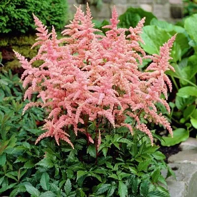 Астильба БРЕССИНГЕМ БЬЮТИ Арендса  Астильба БРЕССИНГЕМ БЬЮТИ Арендса в Саранске