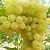 Виноград КИШМИШ ЗОЛОТЦЕ в Саранске
