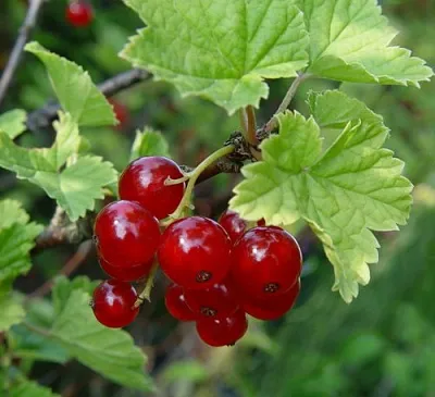 Смородина альпийская ШМИДТ  Смородина альпийская ШМИДТ в Саранске