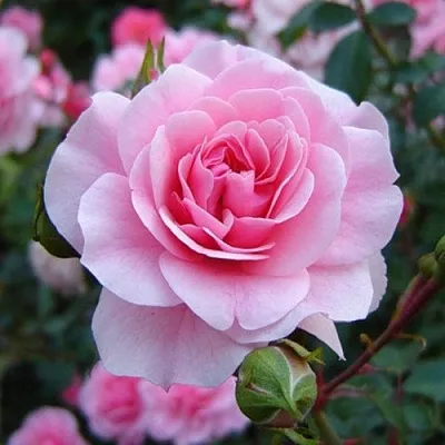 Саженцы роз БОНИКА флорибунда  Саженцы роз БОНИКА флорибунда в Саранске