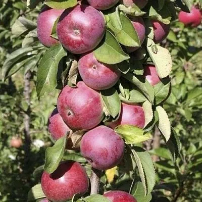 Яблоня ЕСЕНИЯ колонновидная  Яблоня ЕСЕНИЯ колонновидная в Саранске