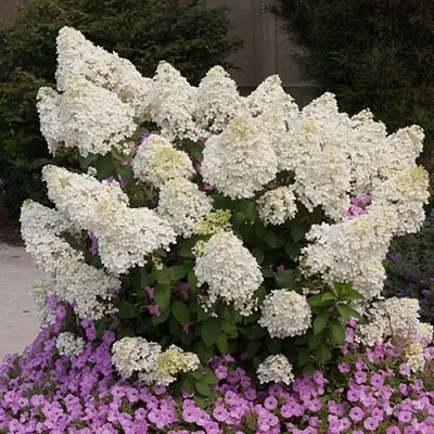 Гортензия БОБО метельчатая в Саранске