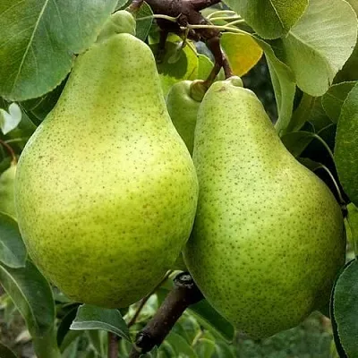 Груша НОЯБРЬСКАЯ ЗИМНЯЯ в Саранске