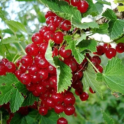 Смородина красная ГОЛЛАНДСКАЯ КРАСНАЯ  Смородина красная ГОЛЛАНДСКАЯ КРАСНАЯ в Саранске