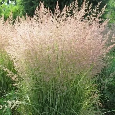 Вейник ОВЕРДАМ остроцветковый  Вейник ОВЕРДАМ остроцветковый в Саранске