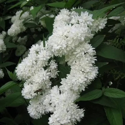 Дейция КАНДИДИССИМА шершавая в Саранске