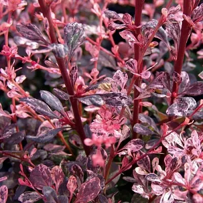 Барбарис АРЛЕКИН тунберга  Барбарис АРЛЕКИН тунберга в Саранске