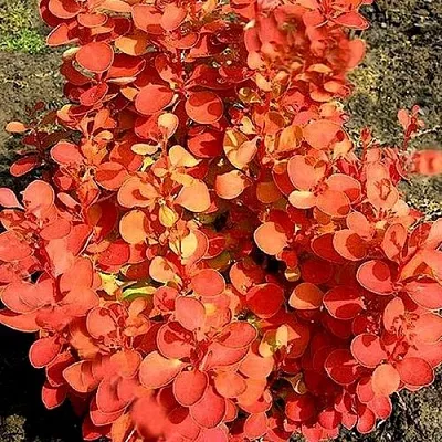 Барбарис ОРАНЖ ФАЙЕР тунберга  Барбарис ОРАНЖ ФАЙЕР тунберга в Саранске