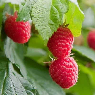 Малина МАРАВИЛЛА  Малина МАРАВИЛЛА в Саранске