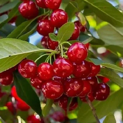 Вишня ГИРЛЯНДА в Саранске