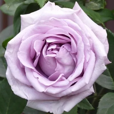 Саженцы роз ИНДИГОЛЕТТА плетистая  Саженцы роз ИНДИГОЛЕТТА плетистая в Саранске