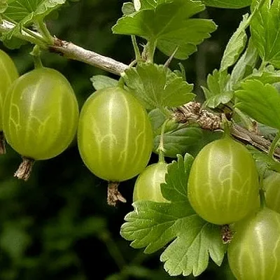 Крыжовник УРАЛЬСКИЙ БЕСШИПНЫЙ в Саранске