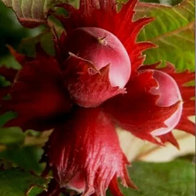 Фундук БАГРЯНЕЦ  Фундук БАГРЯНЕЦ в Саранске