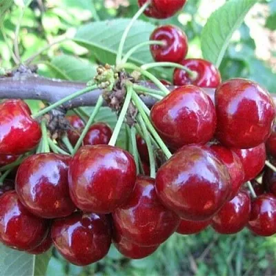 Вишня ДЕСЕРТНАЯ МОРОЗОВОЙ в Саранске