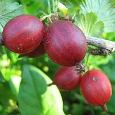 Крыжовник ЩЕДРЫЙ в Саранске