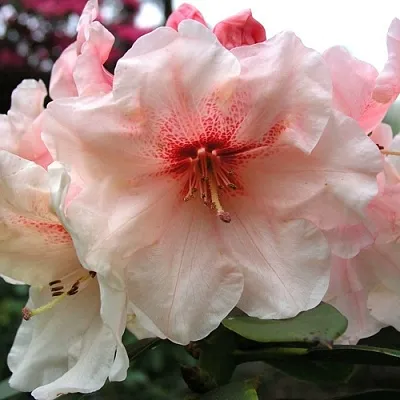 Рододендрон ХАНЯ	 в Саранске