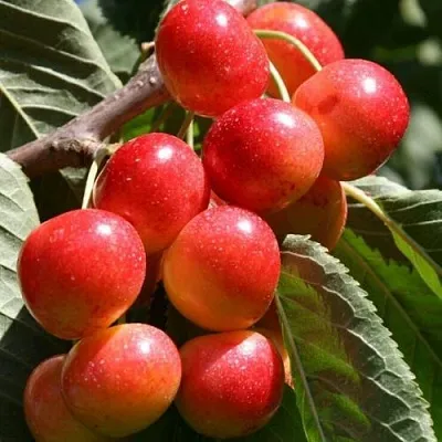 Черешня ГАСТИНЕЦ  Черешня ГАСТИНЕЦ в Саранске