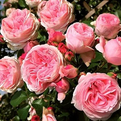 Саженцы роз ДЖАРДИНА плетистая  Саженцы роз ДЖАРДИНА плетистая в Саранске