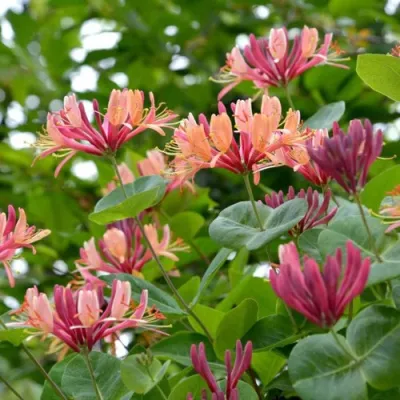 Жимолость ГЕКРОТА в Саранске