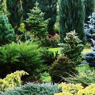 Хвойные растения в Саранске