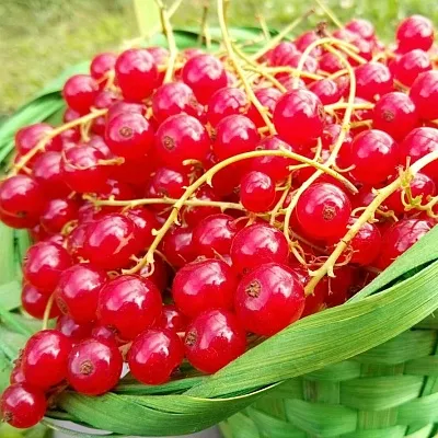 Красная  Красная в Саранске