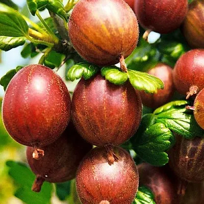 Крыжовник ШЕРШНЕВСКИЙ в Саранске