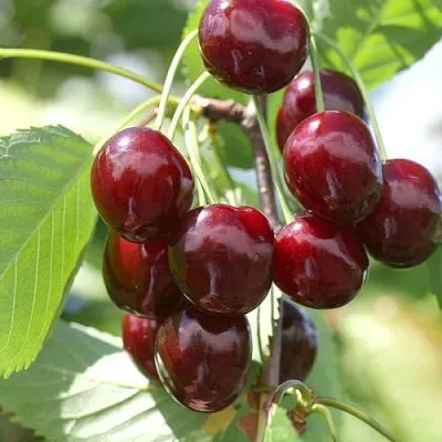 Черешня ОВСТУЖЕНКА  Черешня ОВСТУЖЕНКА в Саранске