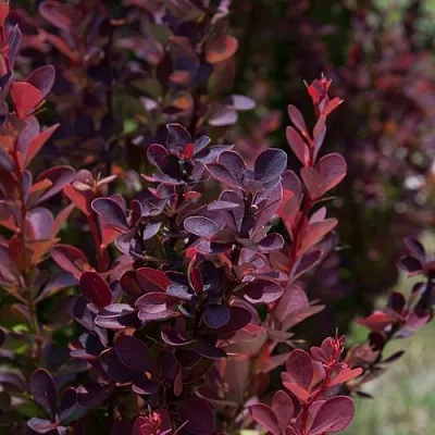 Барбарис ХЕЛМОНД ПИЛЛАР тунберга  Барбарис ХЕЛМОНД ПИЛЛАР тунберга в Саранске