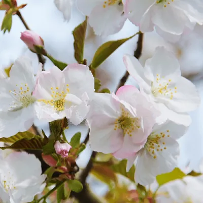 Вишня ОКАМЕ в Саранске