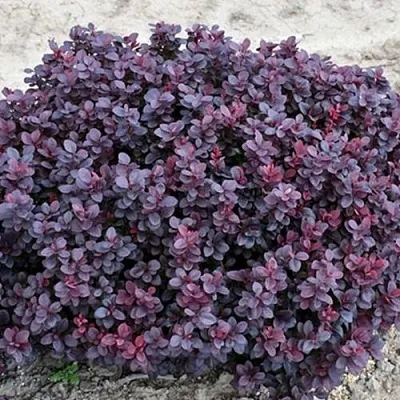 Барбарис КОНКОРД тунберга  Барбарис КОНКОРД тунберга в Саранске