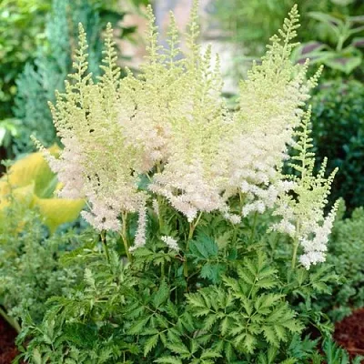 Астильба МИЛК ЭНД ХАНИ китайская  Астильба МИЛК ЭНД ХАНИ китайская в Саранске