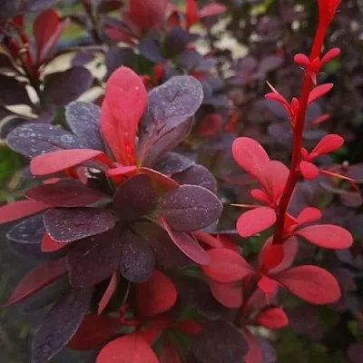 Барбарис РЕД ПИЛЛАР тунберга  Барбарис РЕД ПИЛЛАР тунберга в Саранске