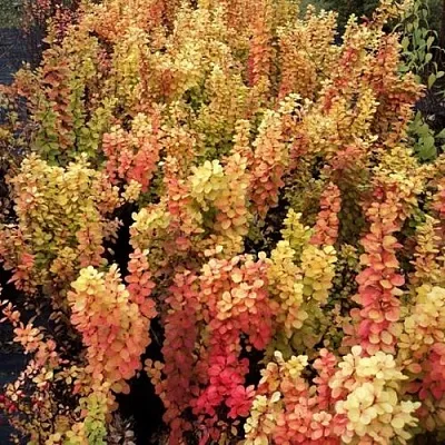 Барбарис САММЕР САНСЕТ тунберга  Барбарис САММЕР САНСЕТ тунберга в Саранске