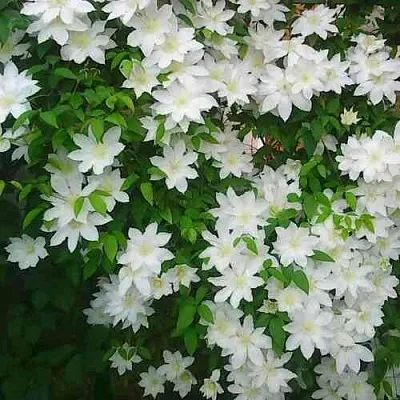 Клематис ТОКИ в Саранске