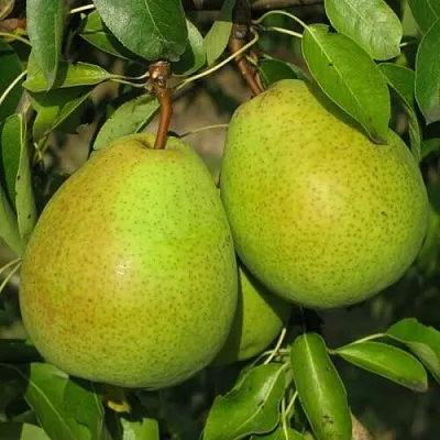 Груша НАЙТ-ВЕРТ колонновидная  Груша НАЙТ-ВЕРТ колонновидная в Саранске