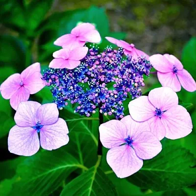 Гортензия БЛЮБЕРД пильчатая в Саранске