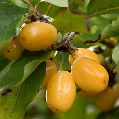 Кизил ЯНТАРНЫЙ  Кизил ЯНТАРНЫЙ в Саранске