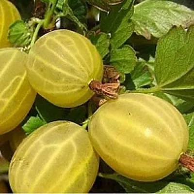 Крыжовник ЯРОВОЙ в Саранске