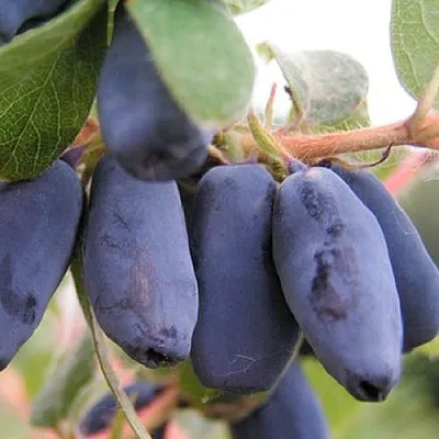 Жимолость съедобная ЛАКОМКА  Жимолость съедобная ЛАКОМКА в Саранске