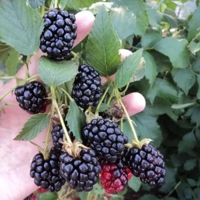 Ежевика ОУАЧИТА бесшипная — описание сорта Ежевика ОУАЧИТА бесшипная в Саранске