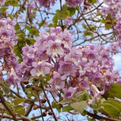 Павлония ПАО ТОГН Z07 — описание сорта Павлония ПАО ТОГН Z07 в Саранске