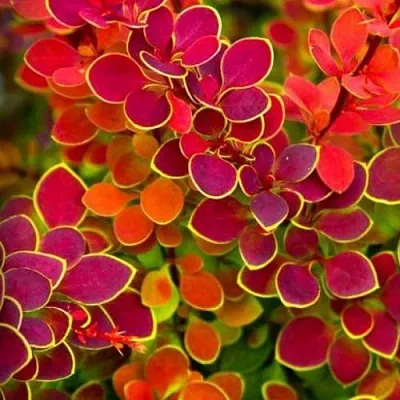 Барбарис ОРАНЖ САНРАЙЗ тунберга  Барбарис ОРАНЖ САНРАЙЗ тунберга в Саранске