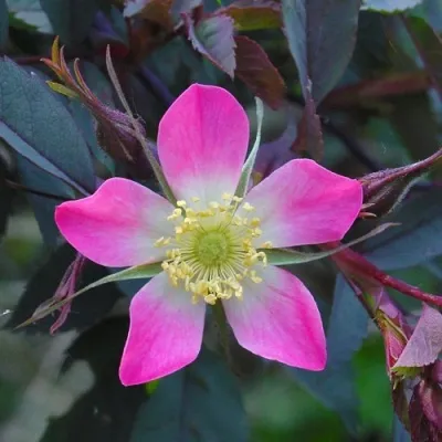 Саженцы роз сизая — описание сорта Саженцы роз сизая в Саранске